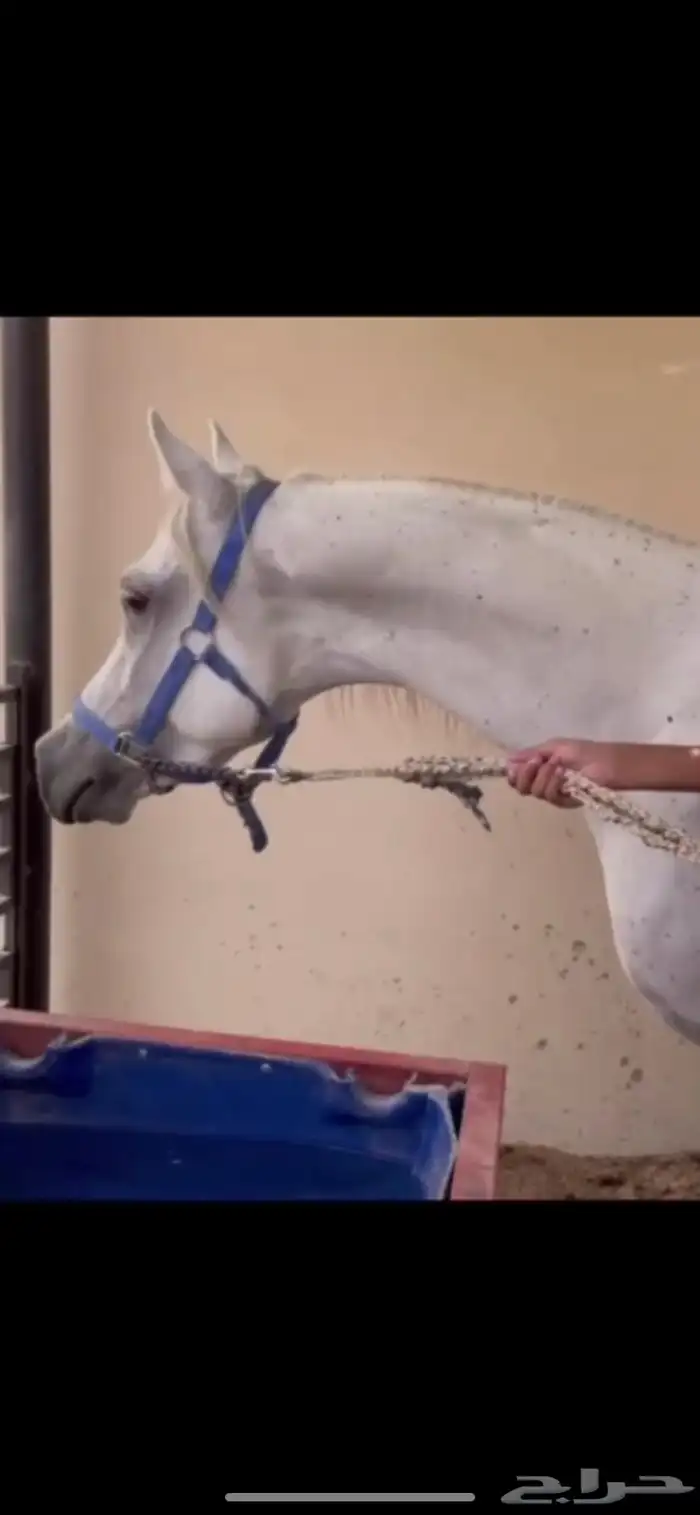 حصان شعبي شيخ منوة القاني 1