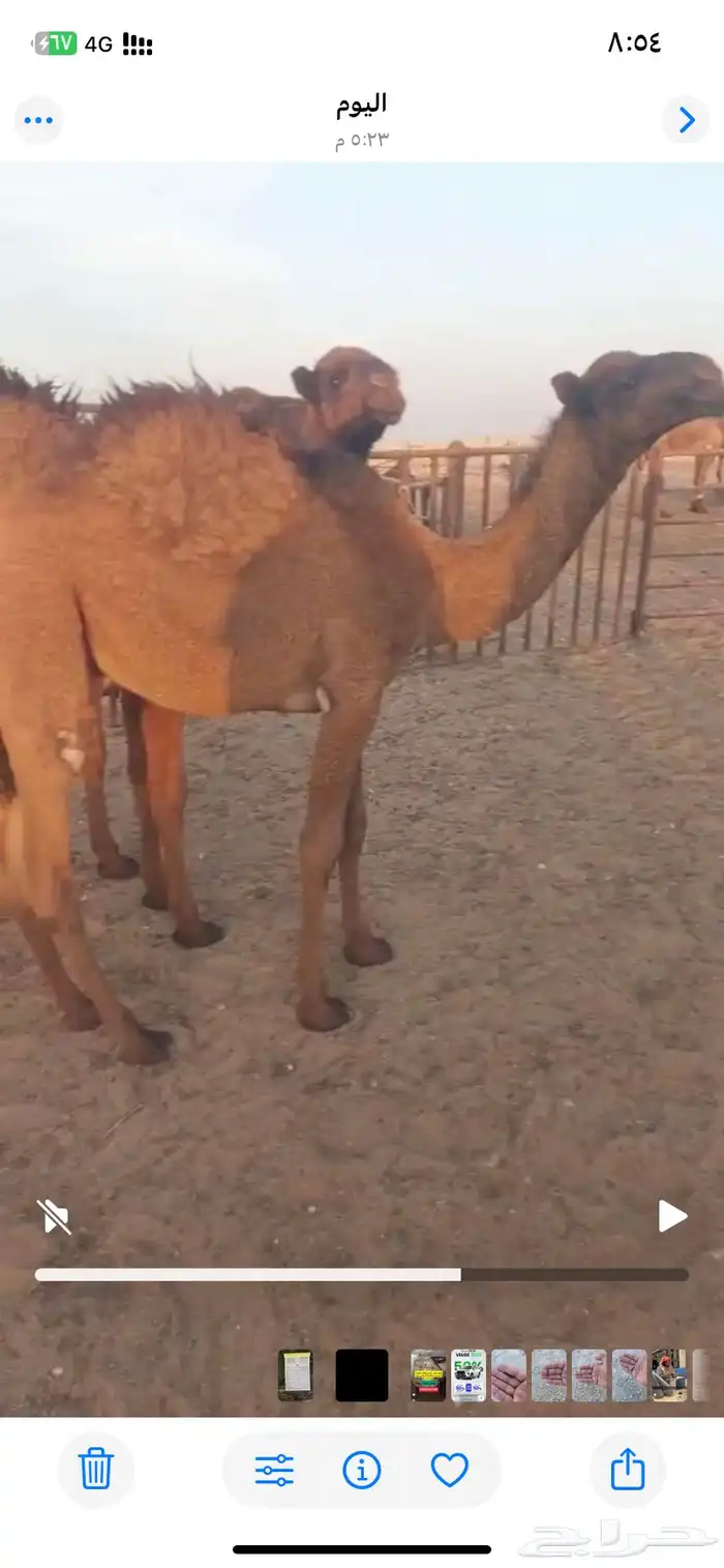 قعدان برية للبيع 0