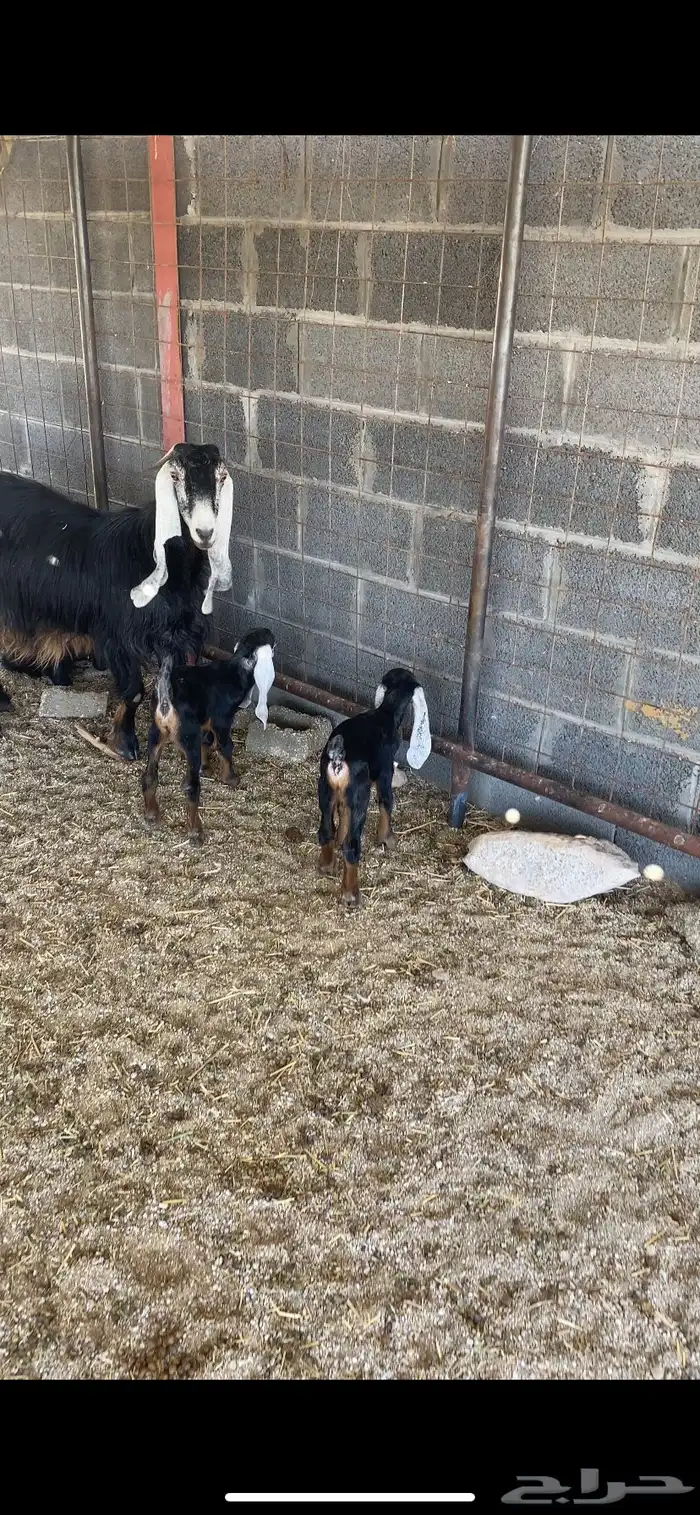 معزاء عوارض خلفات 1