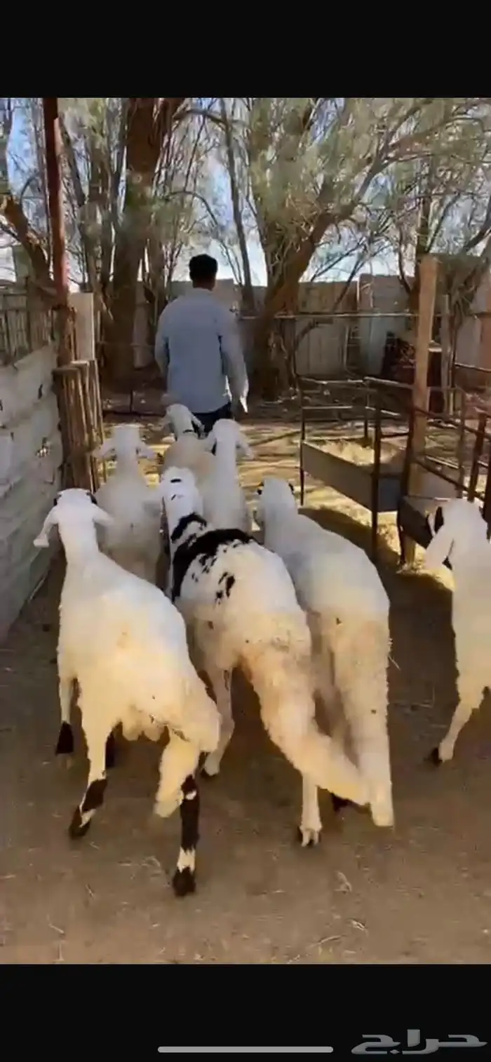 7 سواكن طيبة للبيع خرفان 2