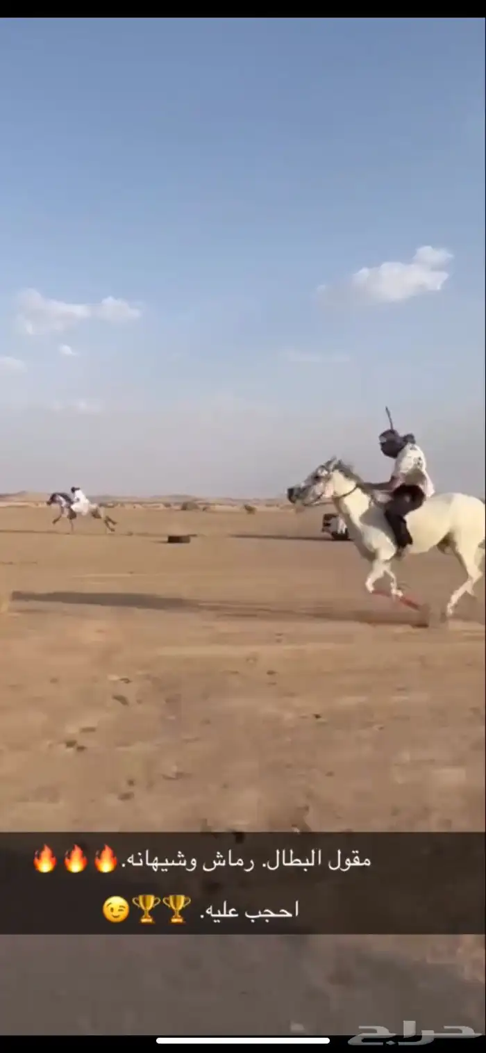 احصان شعبي شيخ 8