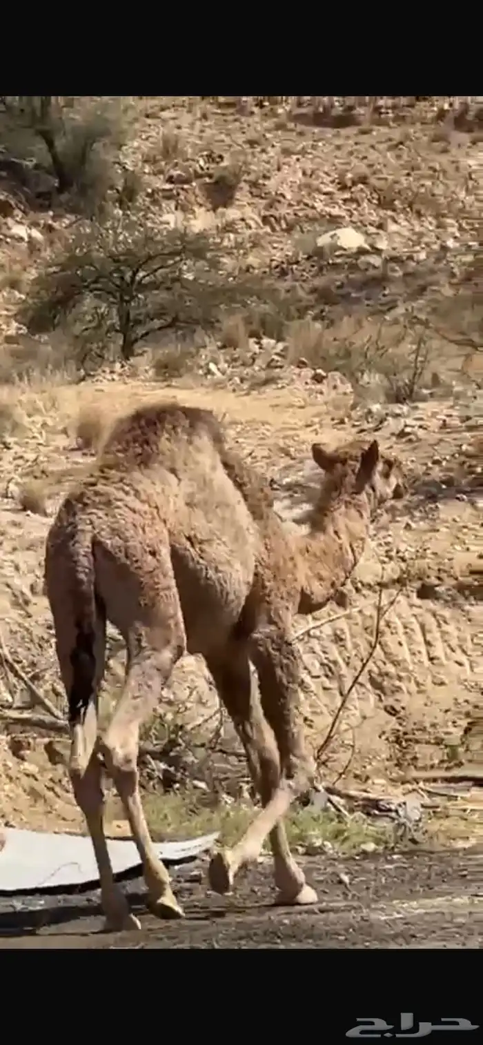 قعود فل شحم على البرسيم و الحليب 0