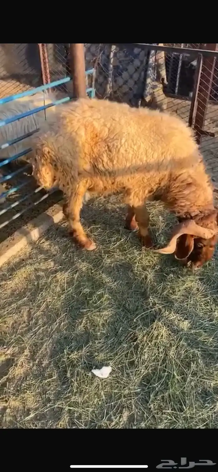 خروف شبب 0