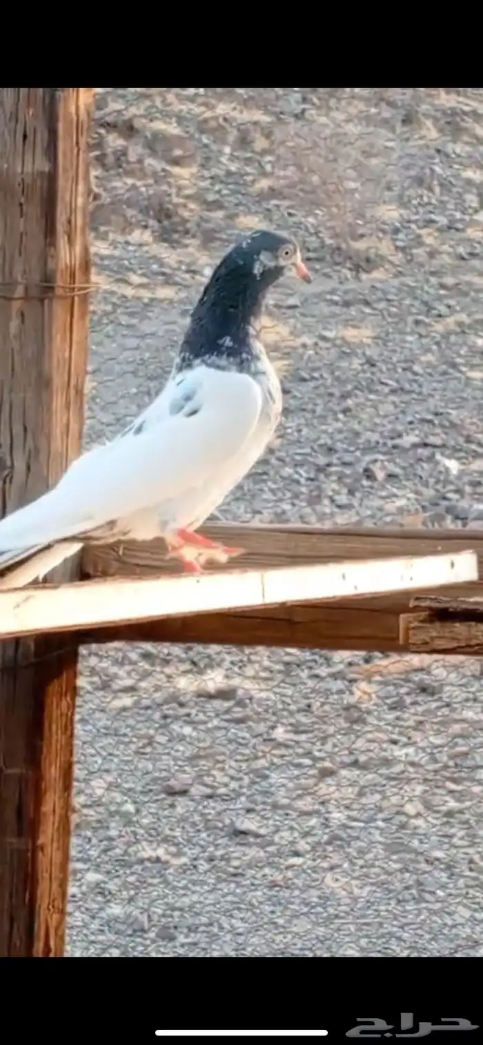 حمام باكستاني 1