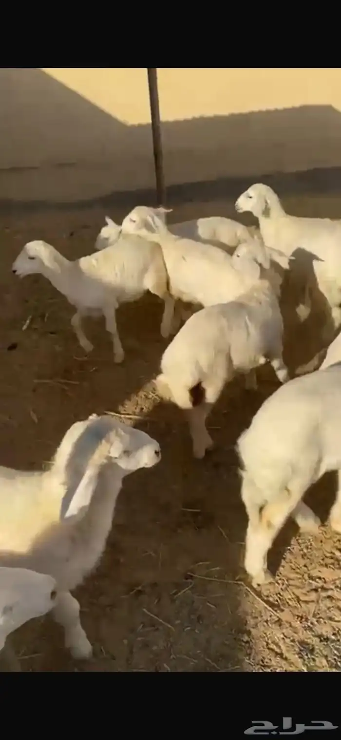 طليان 2 ورخال 6 2