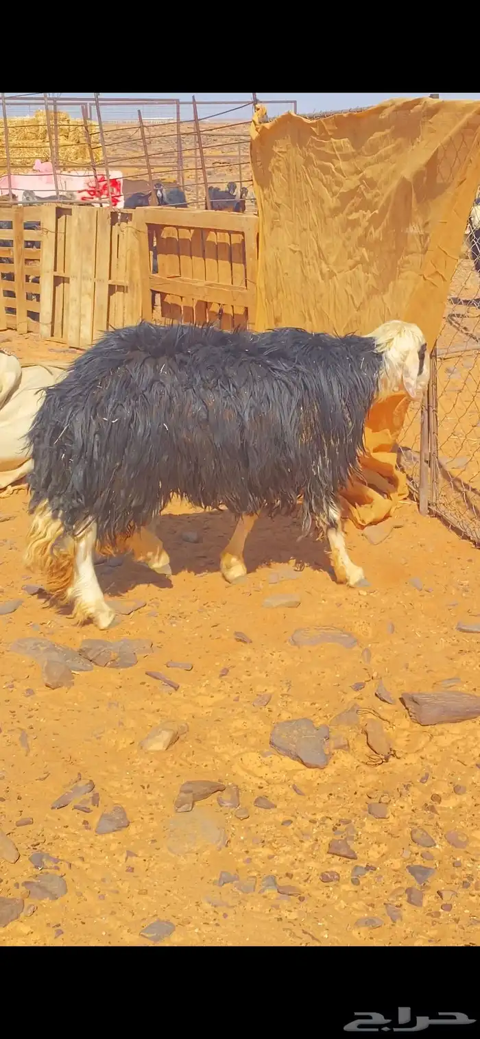 للبيع خروف نجدي 1