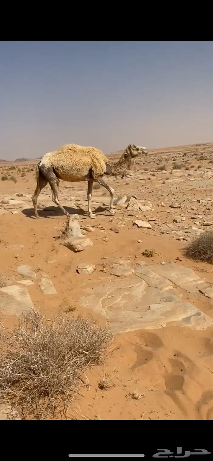 ناقه البيع 0