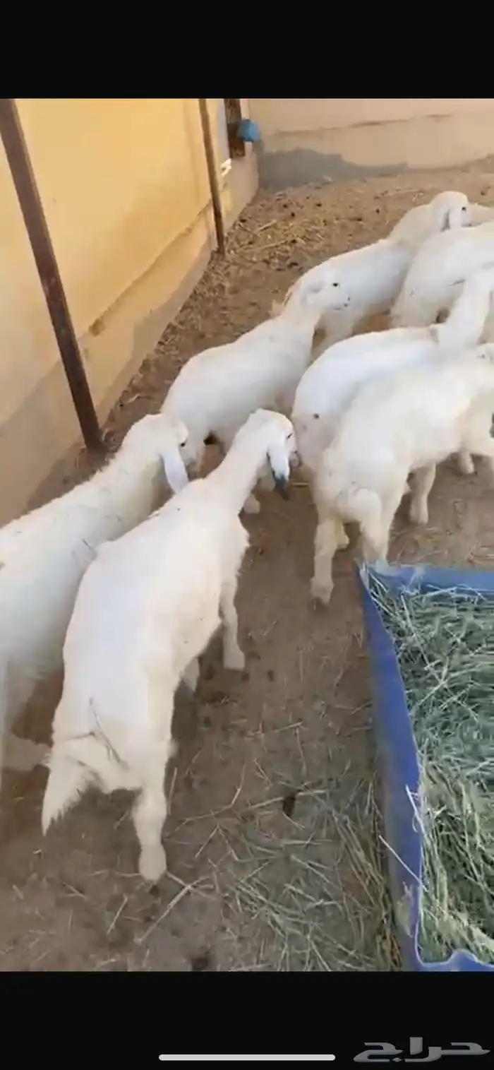 طليان 2 ورخال 6 3