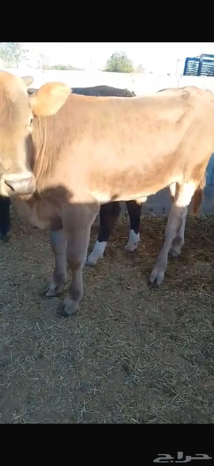 عجول الماني وسويسرا 1