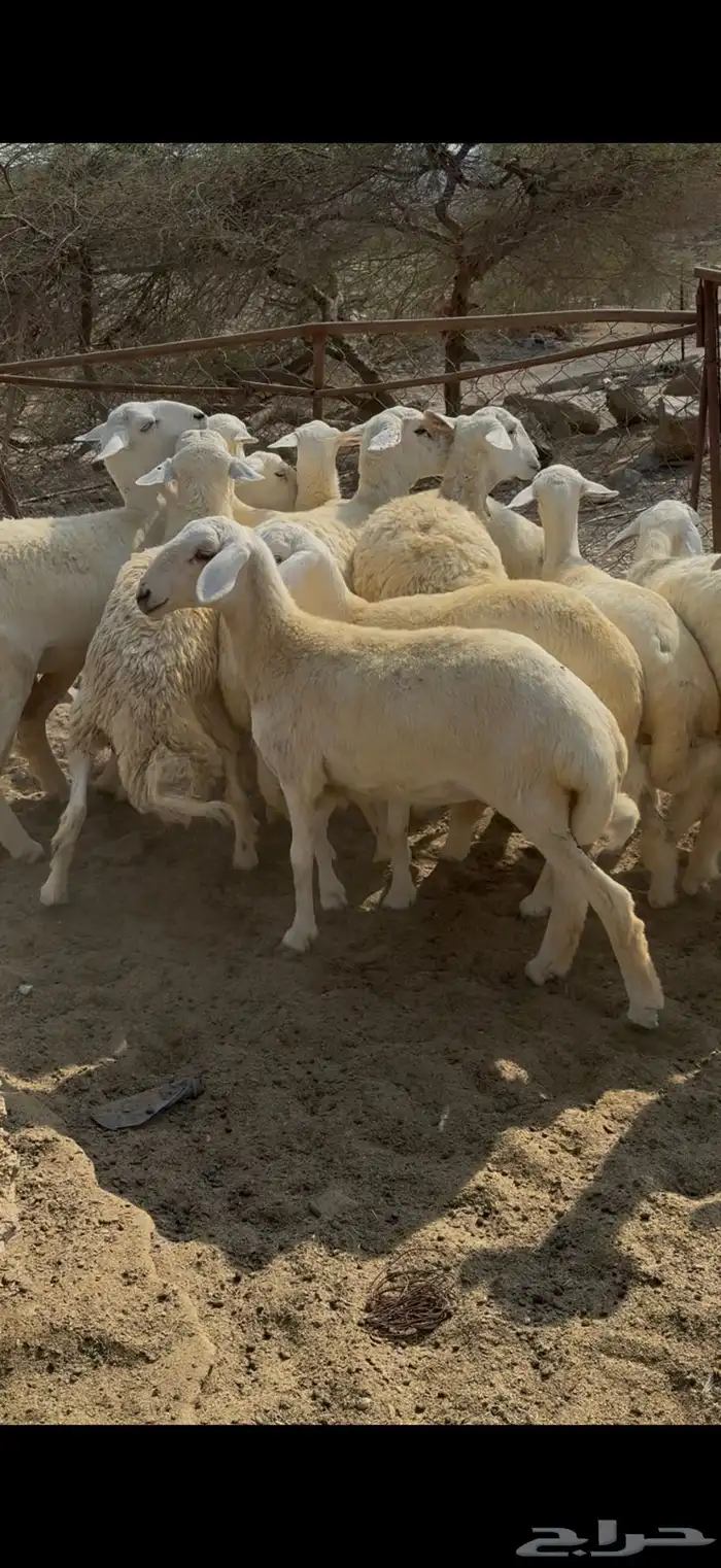 رخال تاسيس مراح فواخر 0