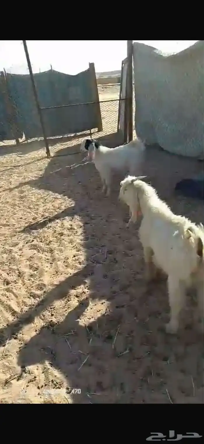 للبيع نعيم تيوس سواكن وحري 2