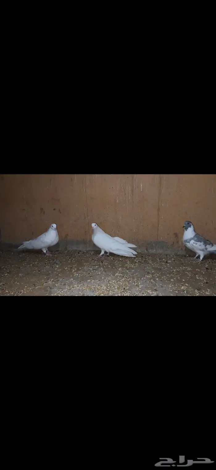 طبات مصريه مالطي جاهزات 1