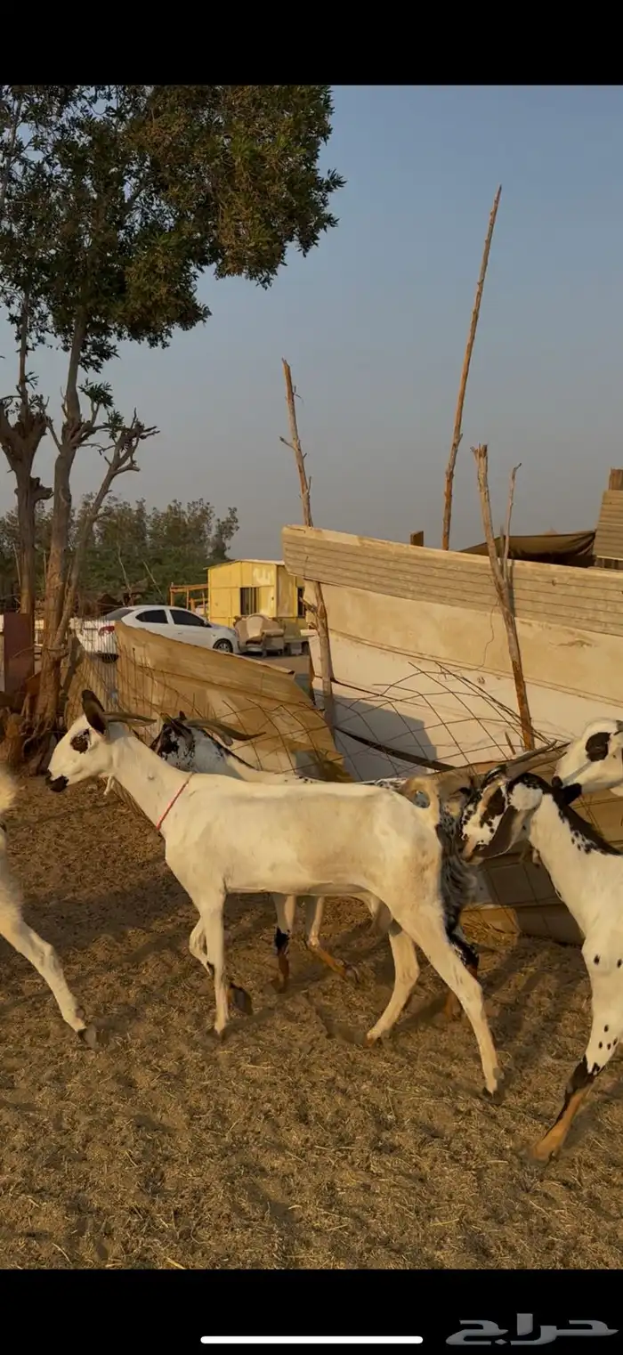 6 معزا بيشيات صنف كحل ومرخ معزا صنف الصنف الحقوو الزين 4