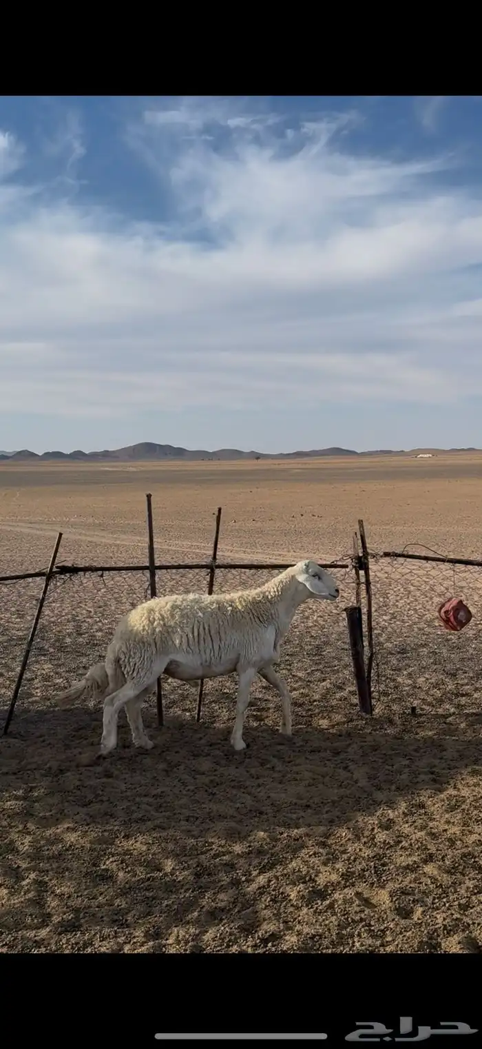 فحل حري مشروط 0