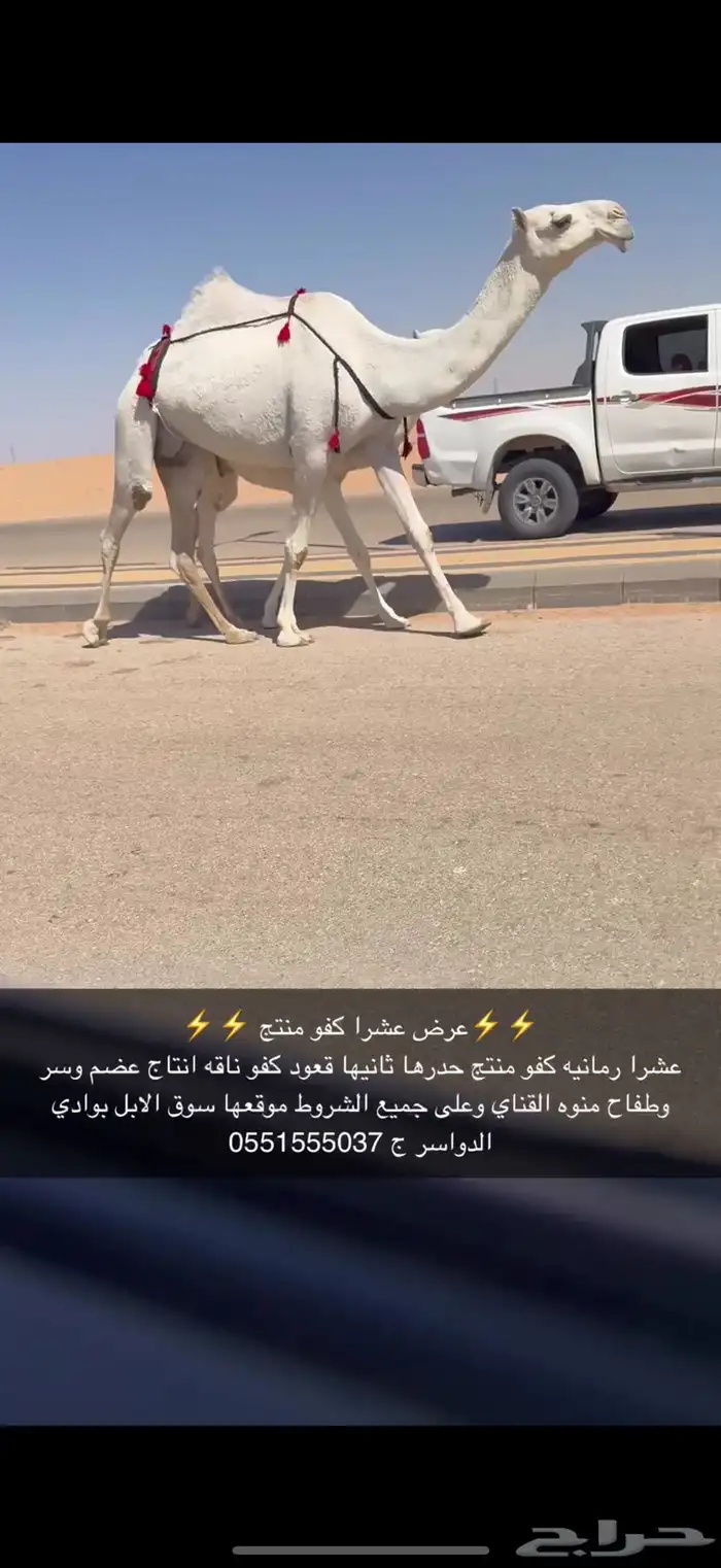 عشرا كفو حدرها قعود 1