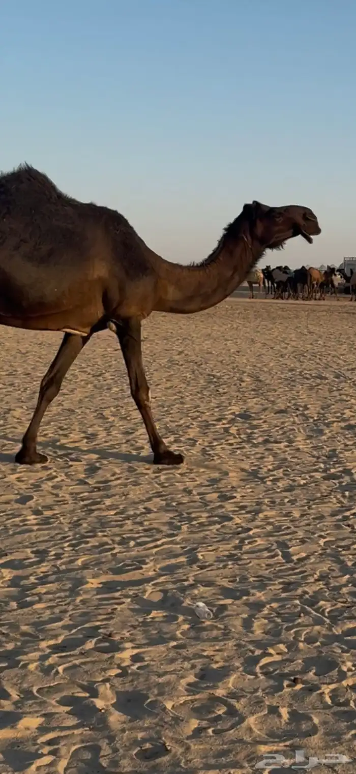 ناقه ضروبه كفو 0