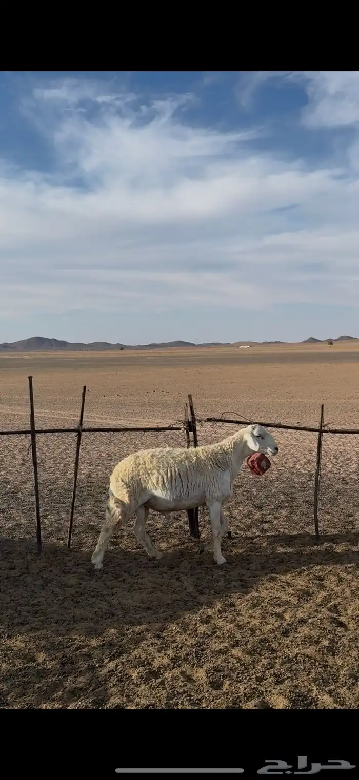 فحل حري مشروط 1