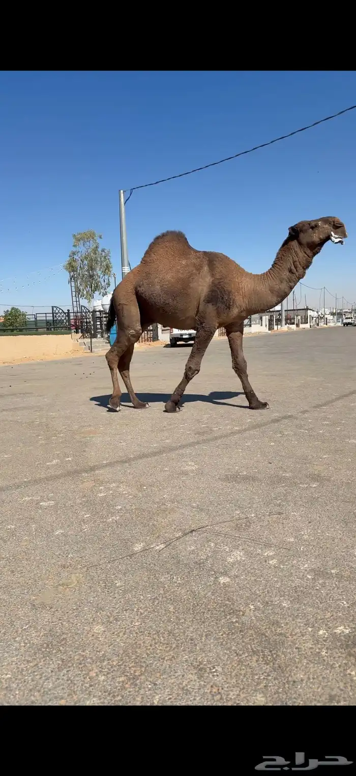 فحل اصفر دبياني فاخر 7