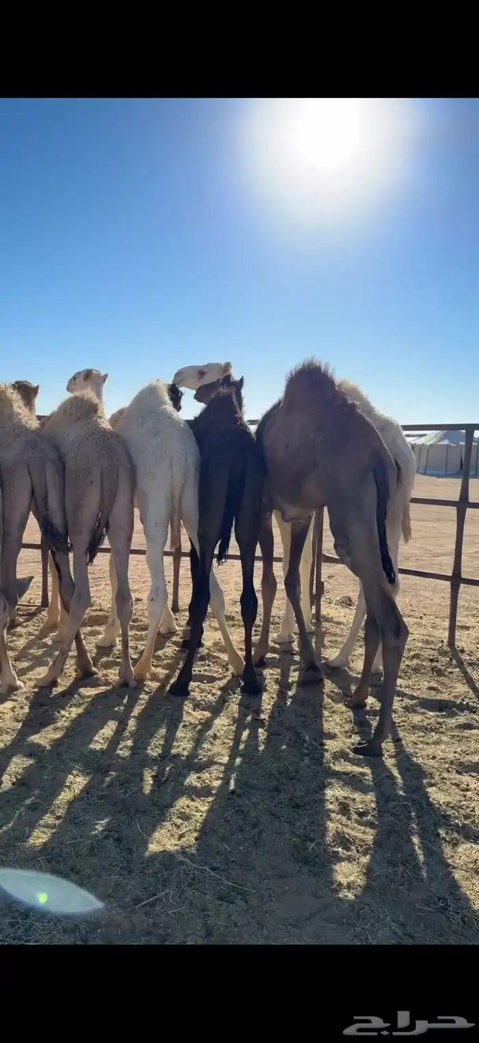 قعدان ذبح ع الحليب 2