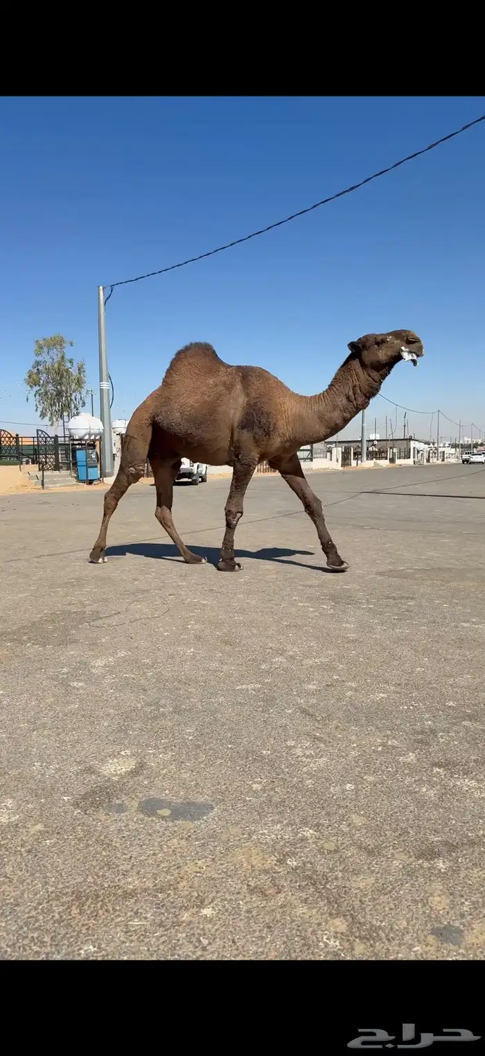 فحل اصفر دبياني فاخر 9