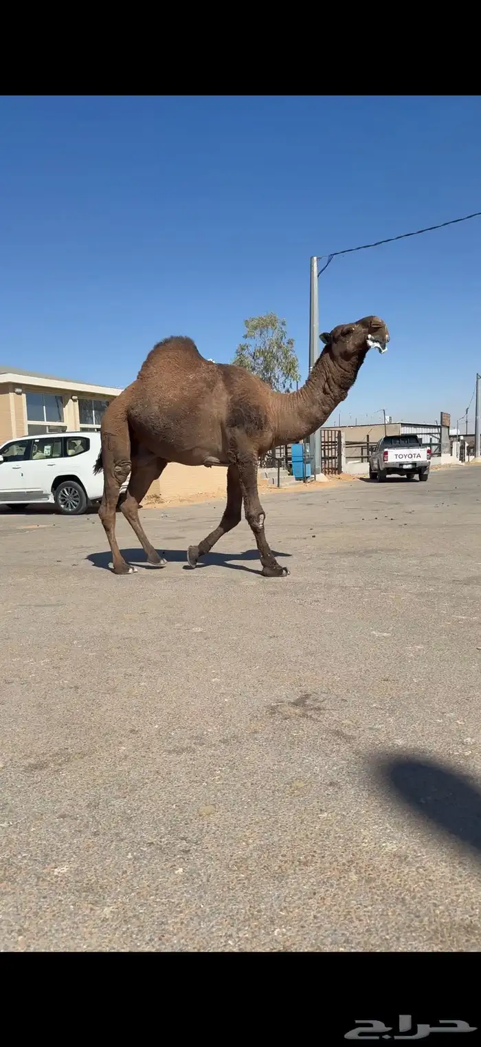 فحل اصفر دبياني فاخر 4