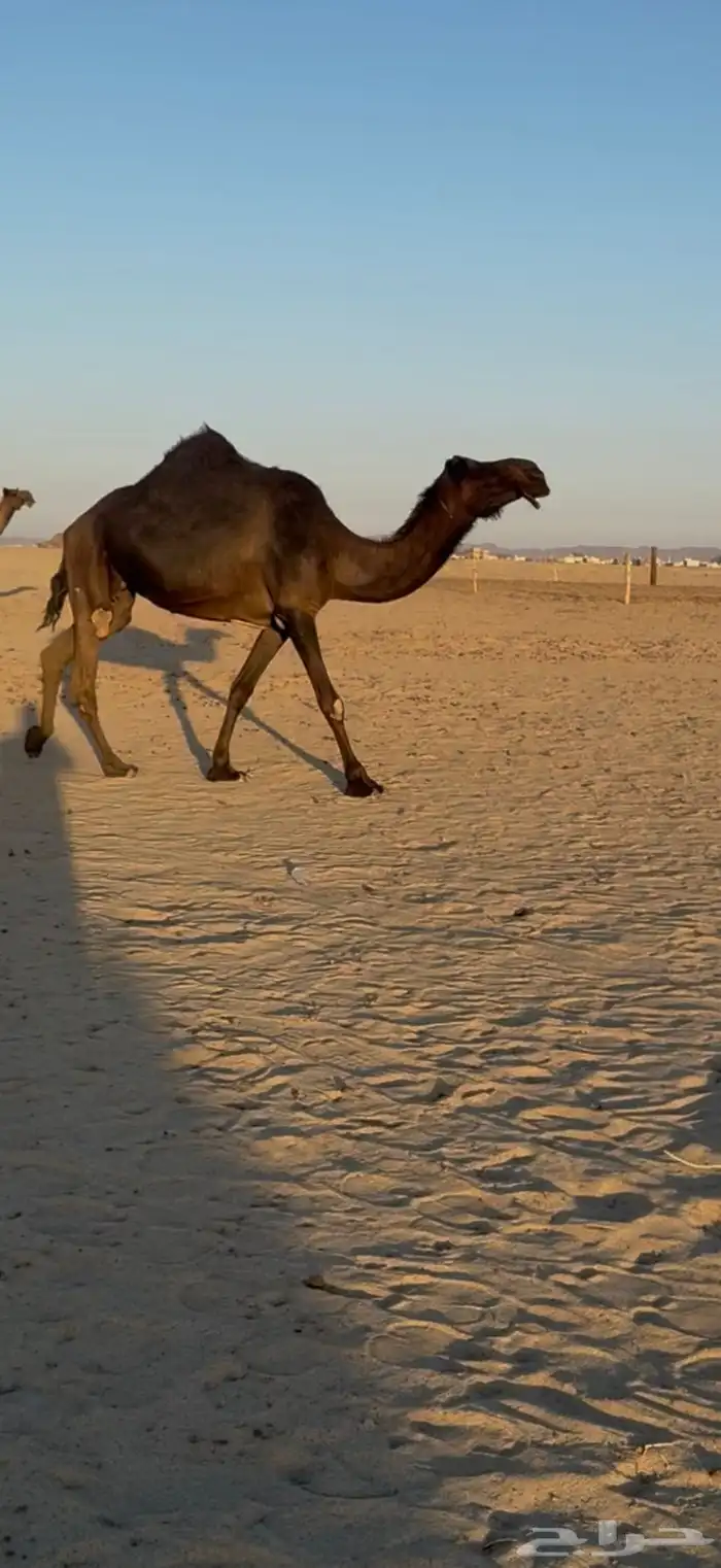 ناقه ضروبه كفو 1