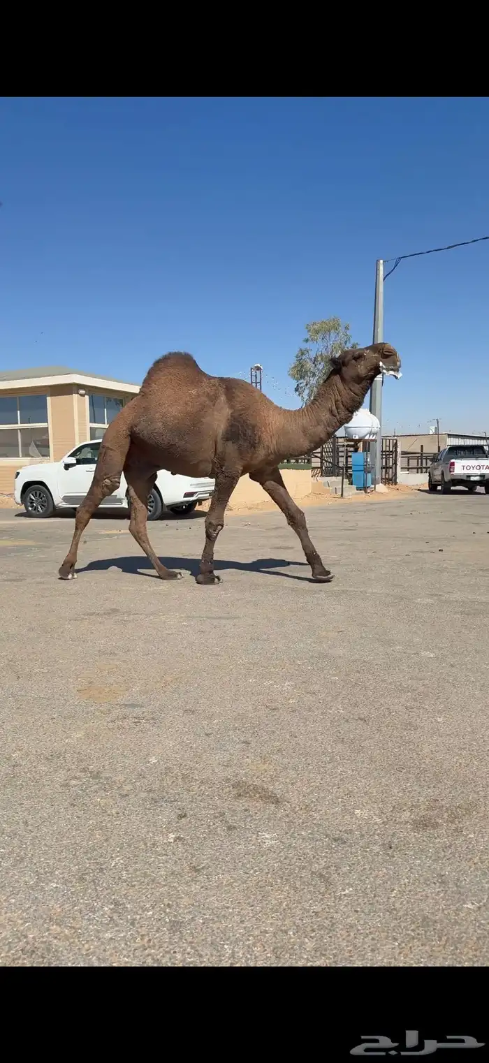 فحل اصفر دبياني فاخر 3