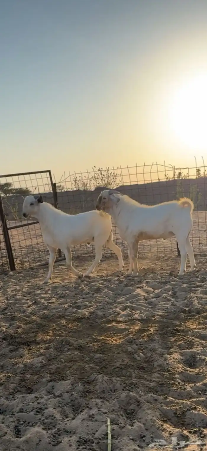 تيوس بيشيه جذعان 0