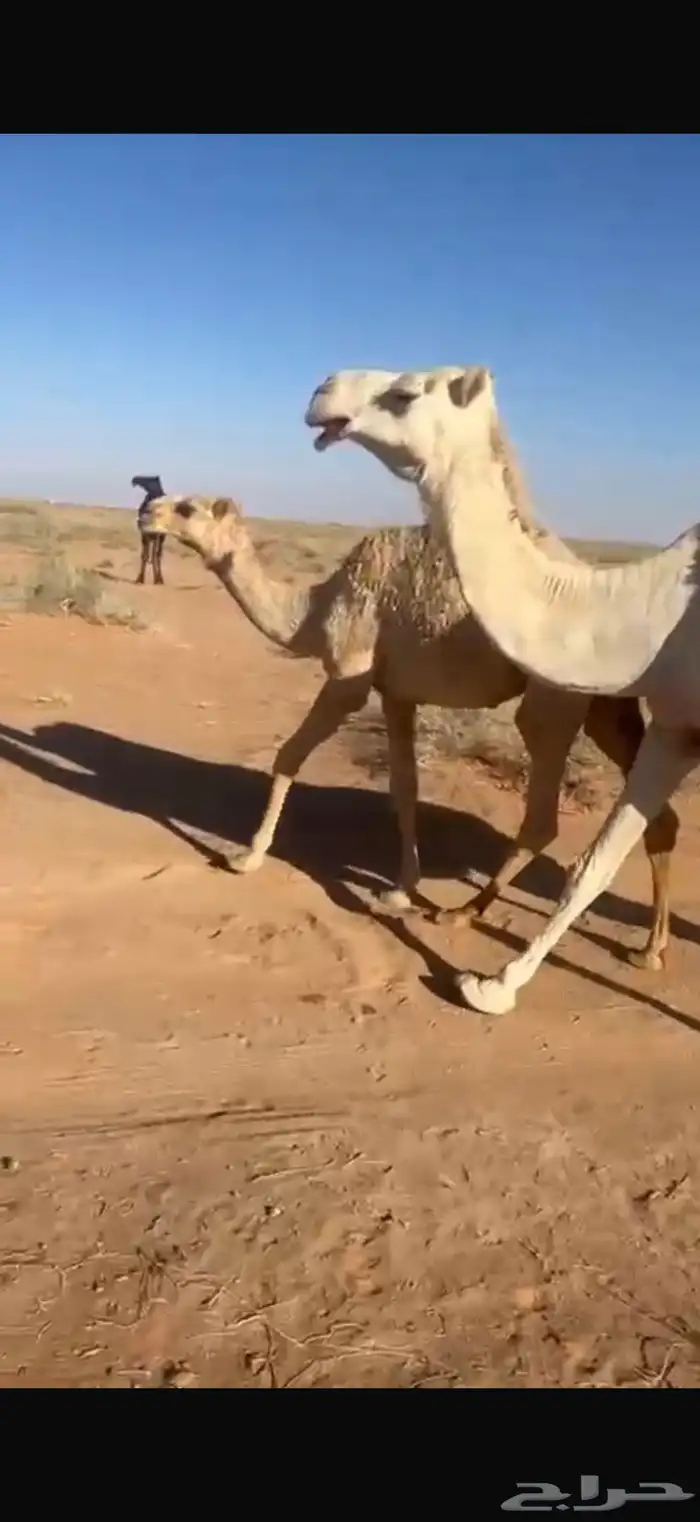 عشرا وضحا تحتها قعود كفو 1