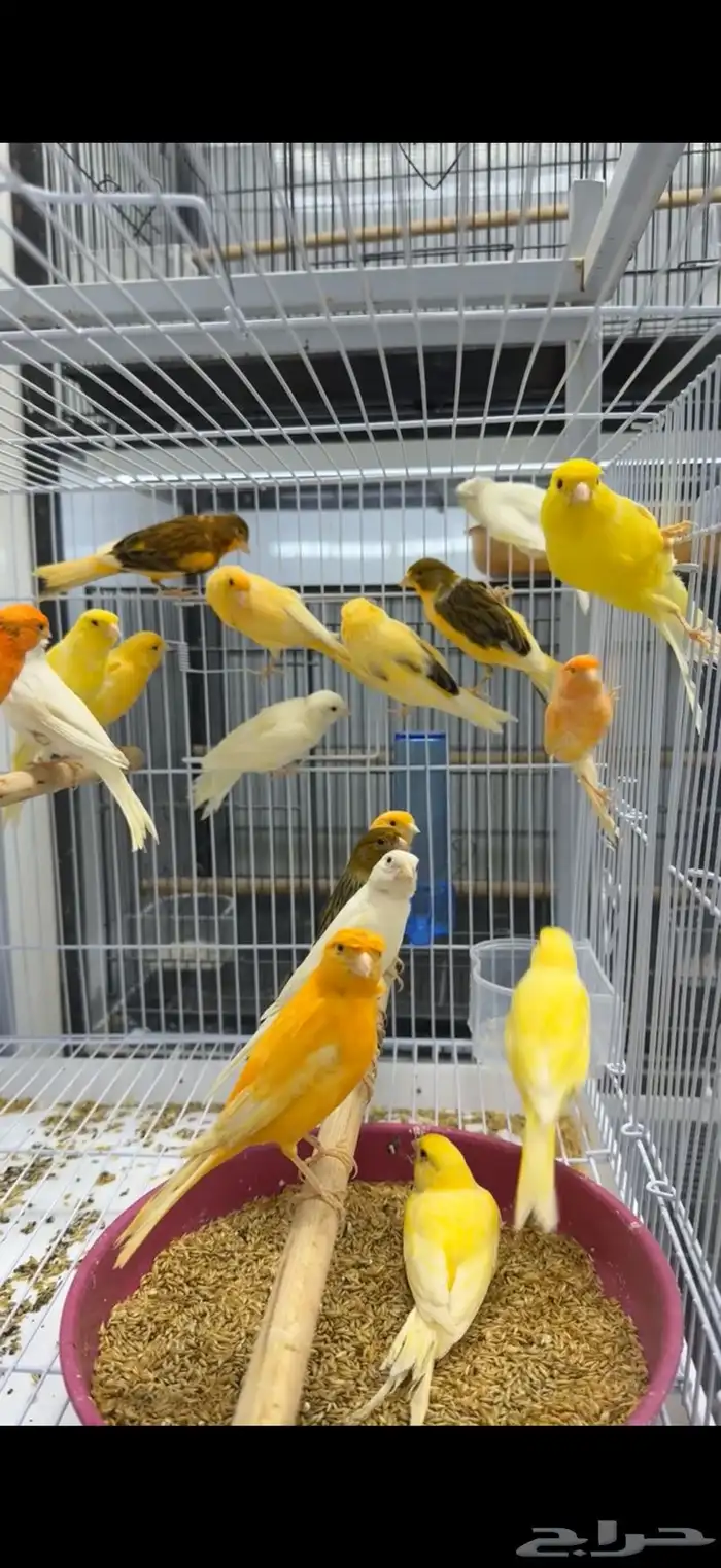 ذكور كناري سوري (تغريد) 1