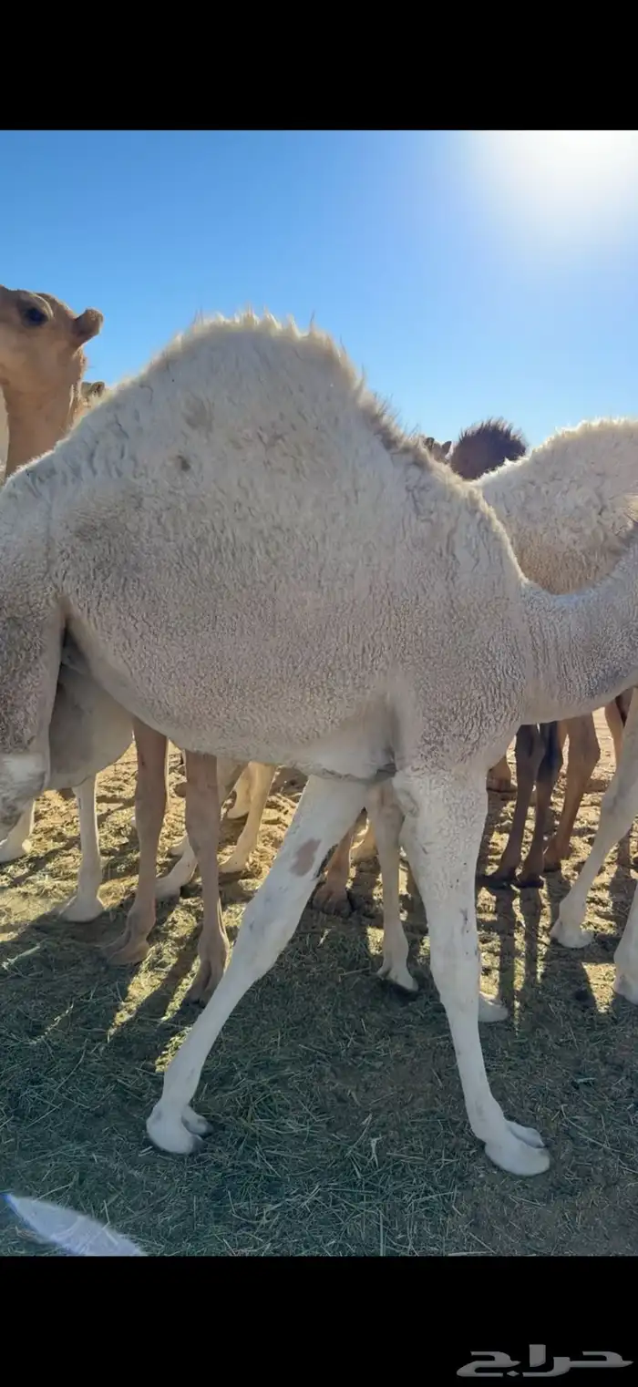 قعدان ذبح ع الحليب 1