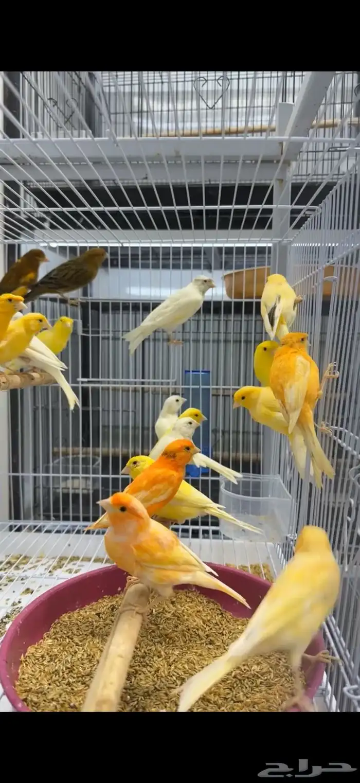 ذكور كناري سوري (تغريد) 4