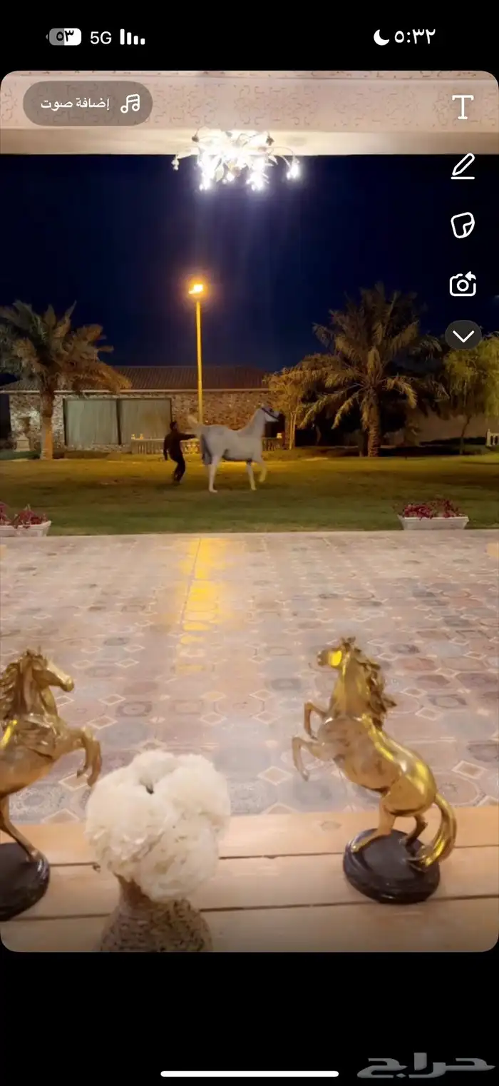 تدريب للشو وإيواءوشراء خيل بغرف مكيفة ومعزولة عزل خيلك بأمان 4