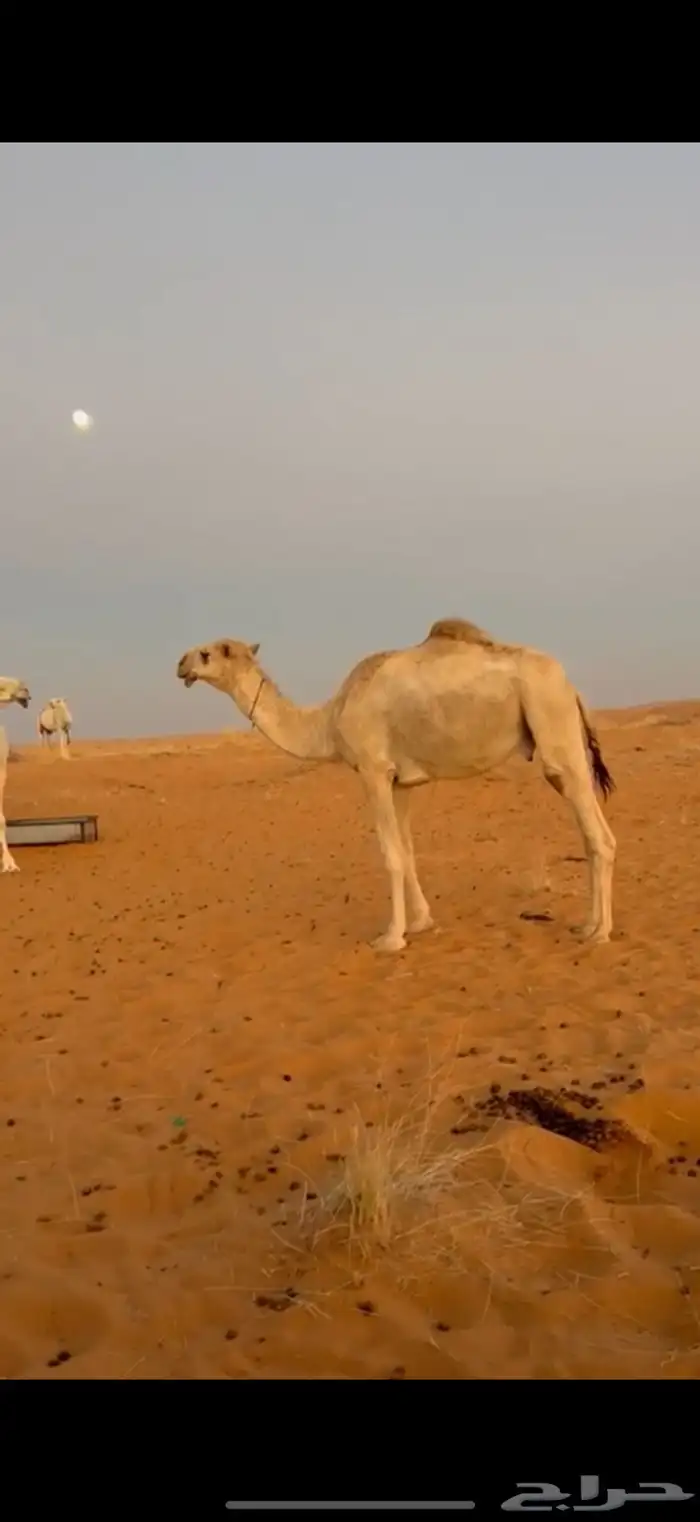 قعود باتلي 0