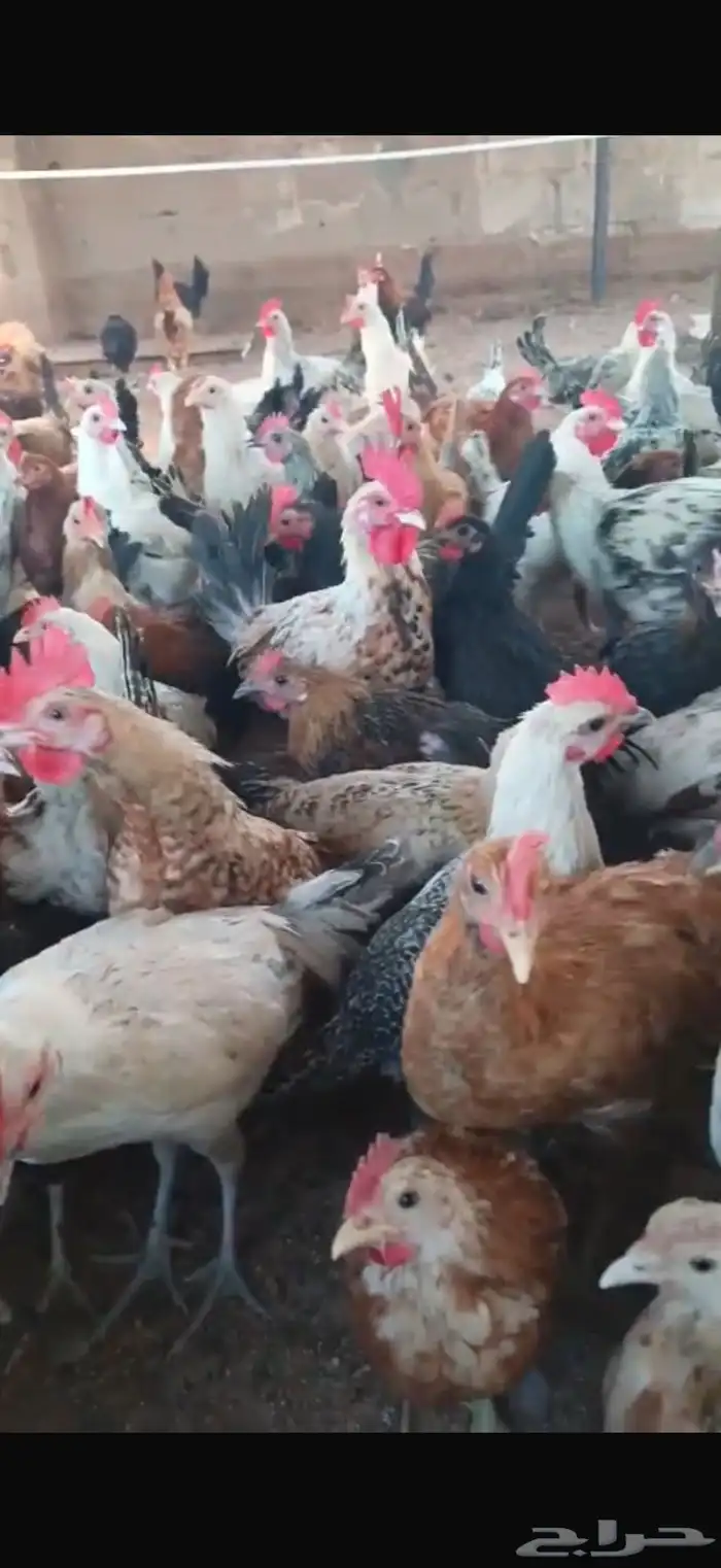 دجاج العمر من أربعه إلى خمسه 1