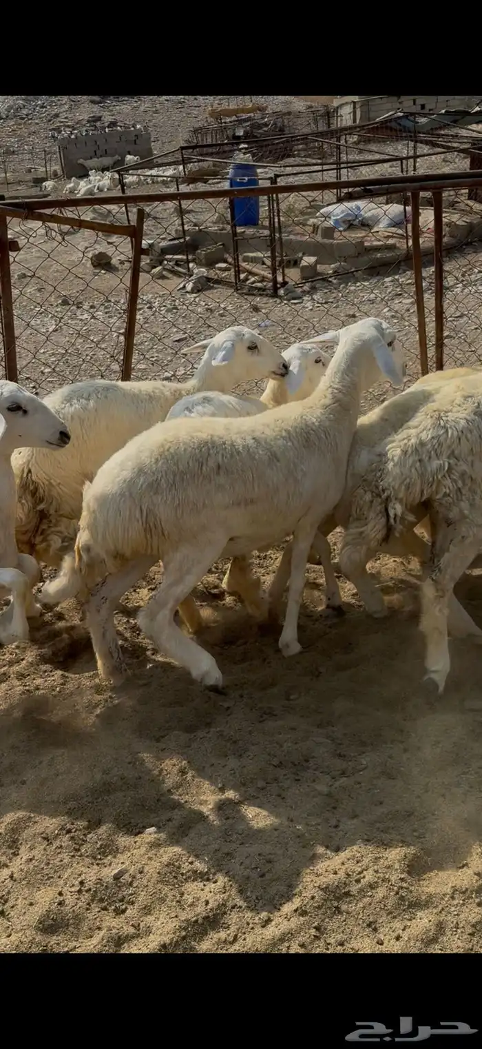 رخال تاسيس مراح فواخر 4