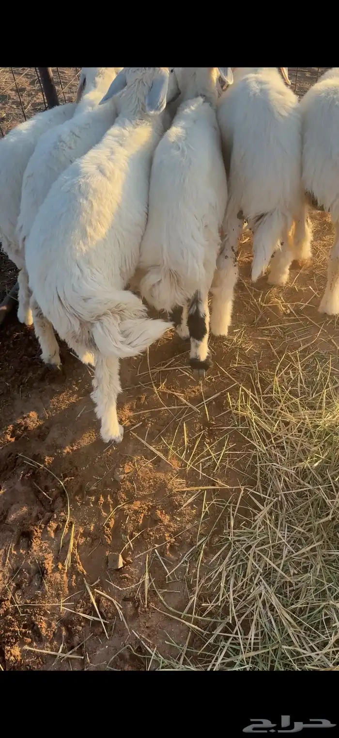 للبيع بهم حري 0