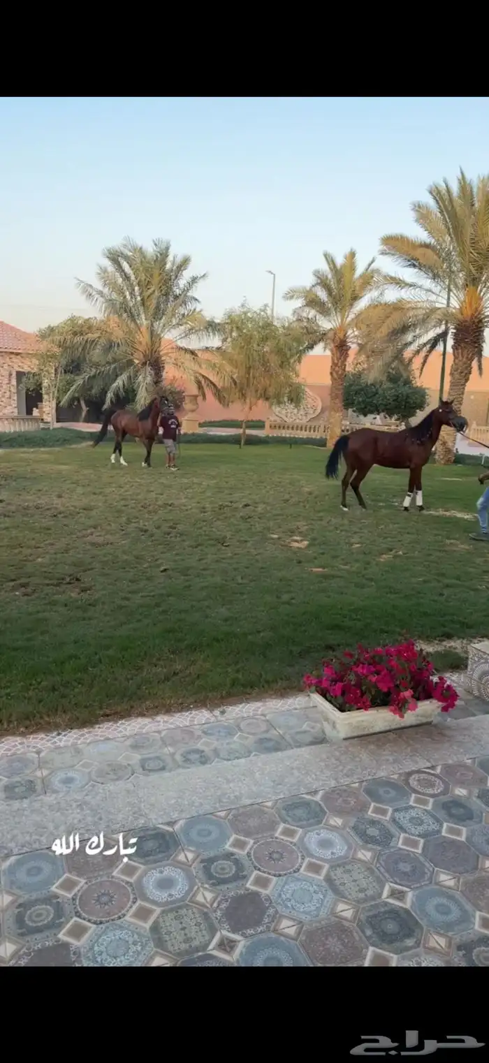 تدريب للشو وإيواءوشراء خيل بغرف مكيفة ومعزولة عزل خيلك بأمان 7