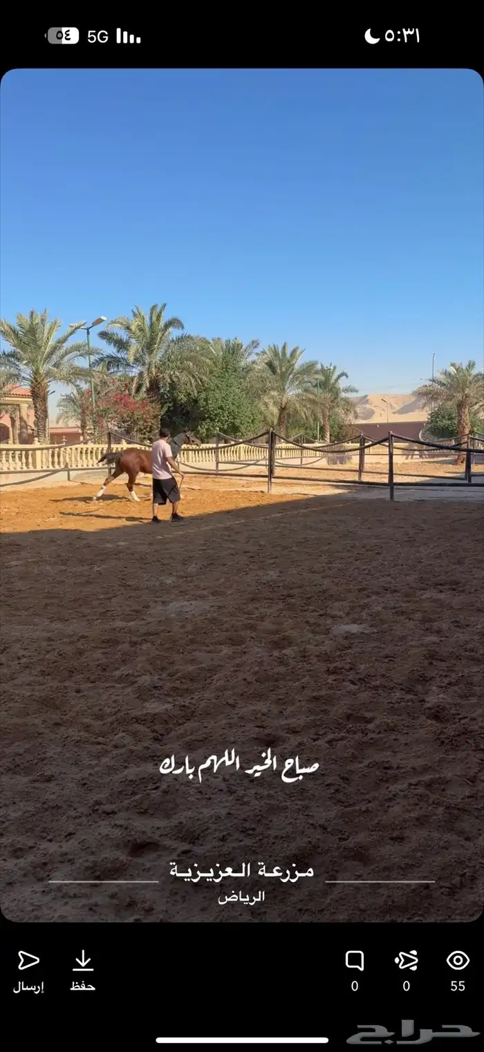 تدريب للشو وإيواءوشراء خيل بغرف مكيفة ومعزولة عزل خيلك بأمان 6