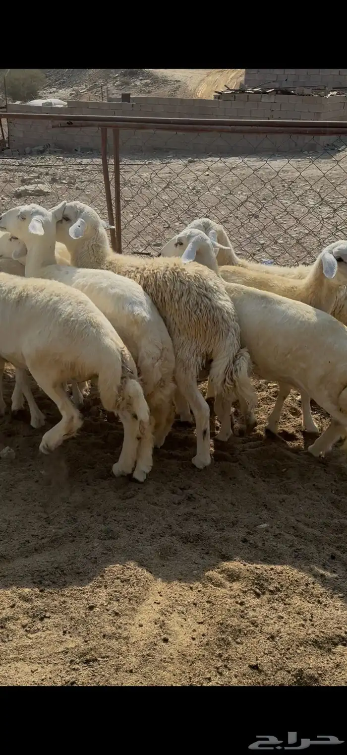 رخال تاسيس مراح فواخر 2