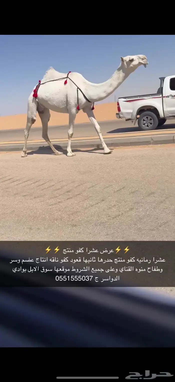 عشرا كفو حدرها قعود 4