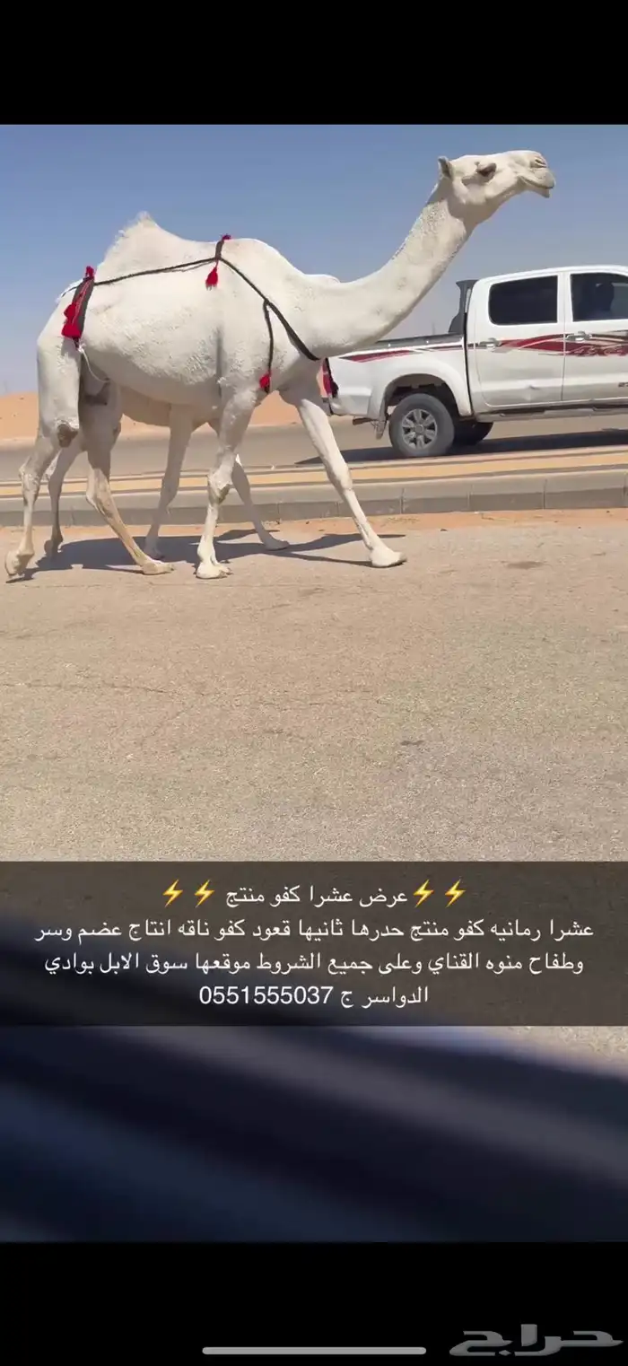 عشرا كفو حدرها قعود 0