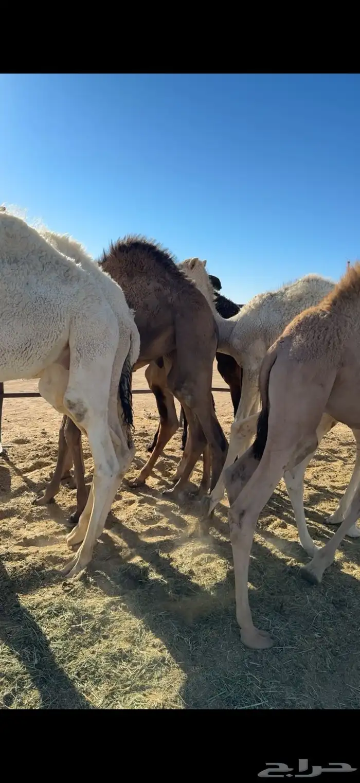 قعدان ذبح ع الحليب 0