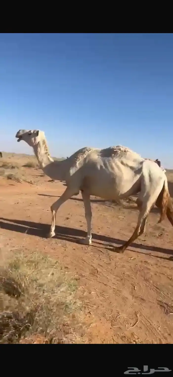 عشرا وضحا تحتها قعود كفو 4