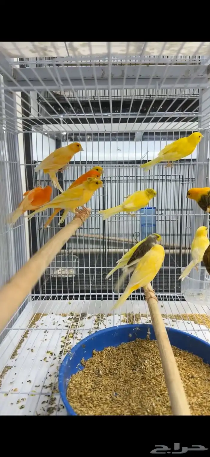 ذكور كناري سوري (تغريد) 2