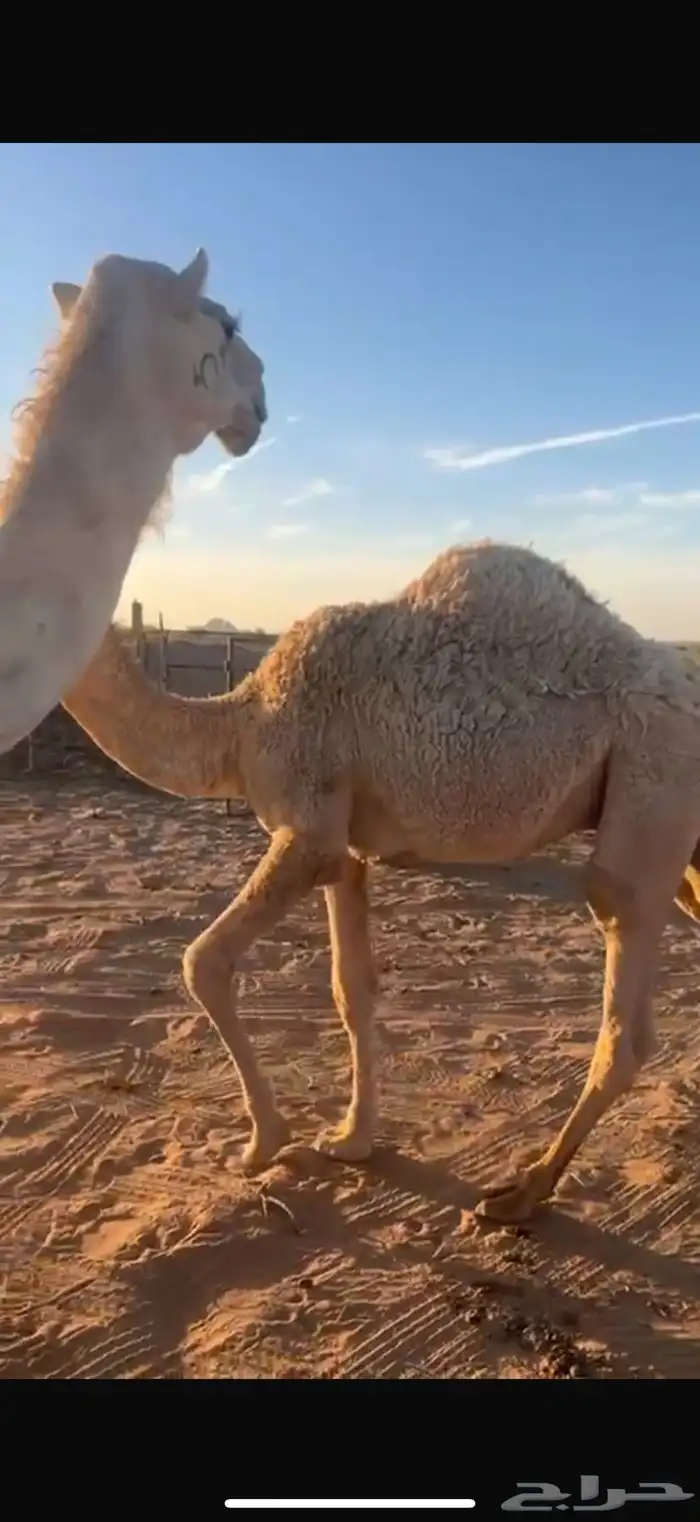 عشرا وضحا تحتها قعود كفو 0