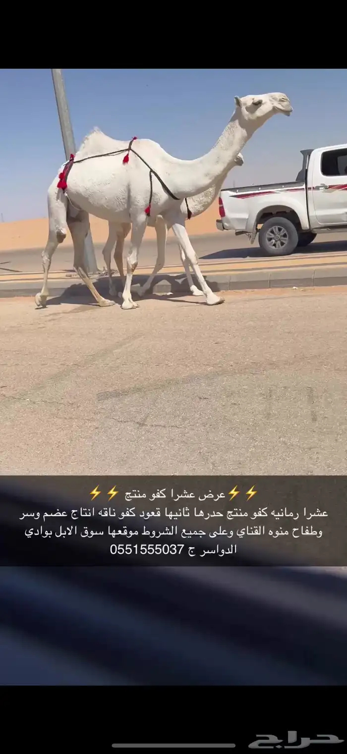 عشرا كفو حدرها قعود 2