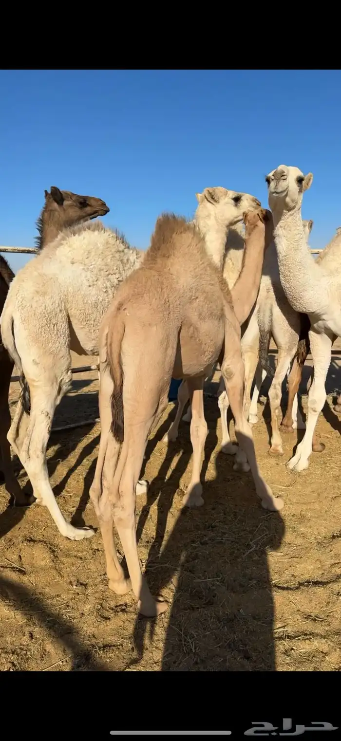 قعدان ذبح ع الحليب 3