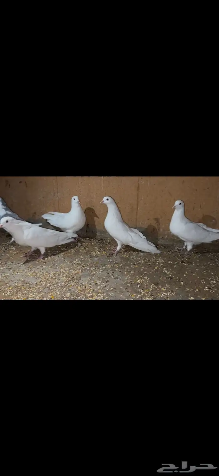 طبات مصريه مالطي جاهزات 0