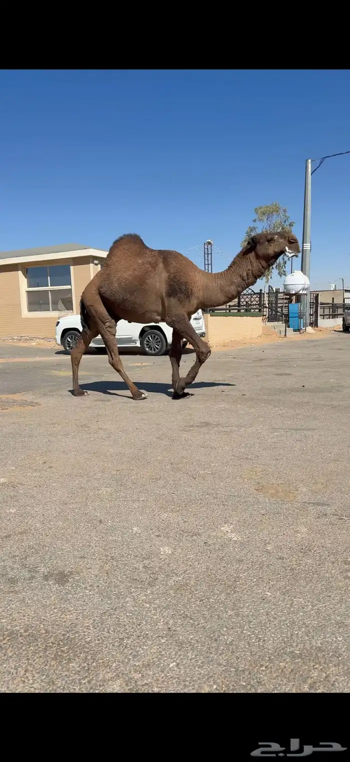 فحل اصفر دبياني فاخر 2